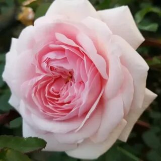 Roses awaken