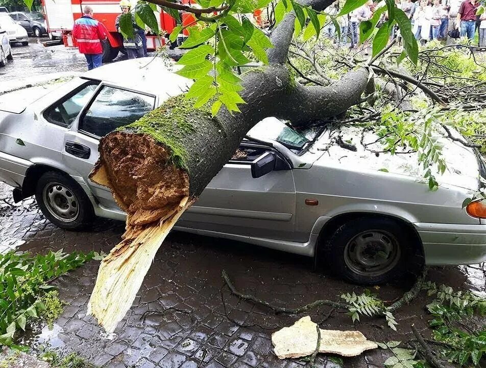 Дерево упало на авто. Падение дерева на машину. Упавшее дерево на машину. Упавшие деревья на машину.