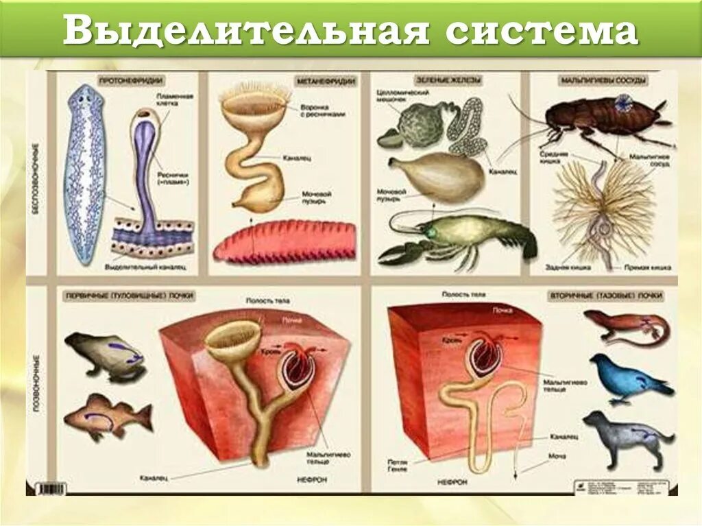 Выделительная система разных животных. Эволюция выделительной системы у животных таблица. строение выделительной системы животных. эволюция выделительной системы у беспозвоночных. эволюция выделительной системы хордовых.