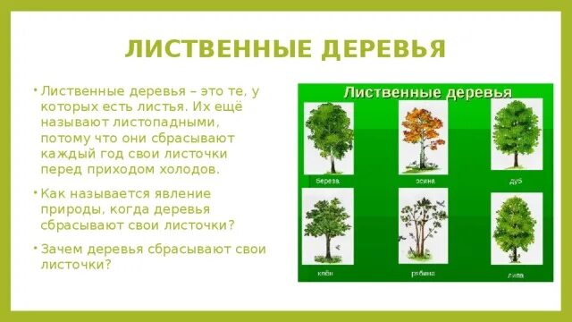 Лиственные деревья. Лиственные деревья все лиственные деревья. Широколиственные деревья список. Почему лиственные деревья называются лиственными. Текст лиственные растения