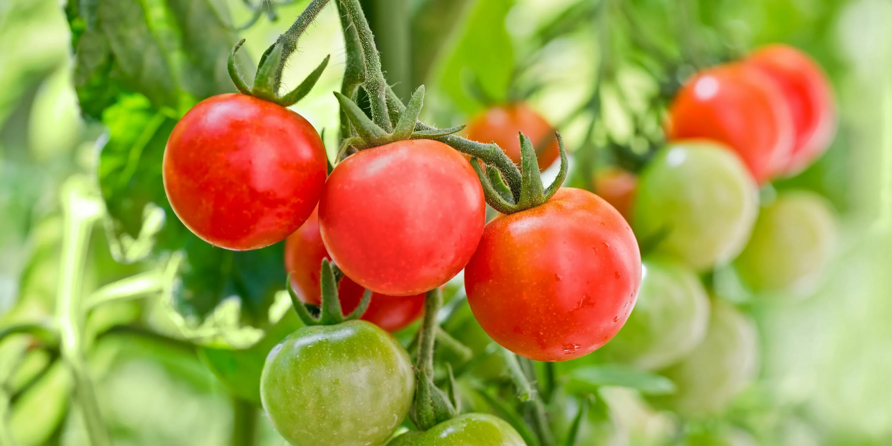 Tomato grow