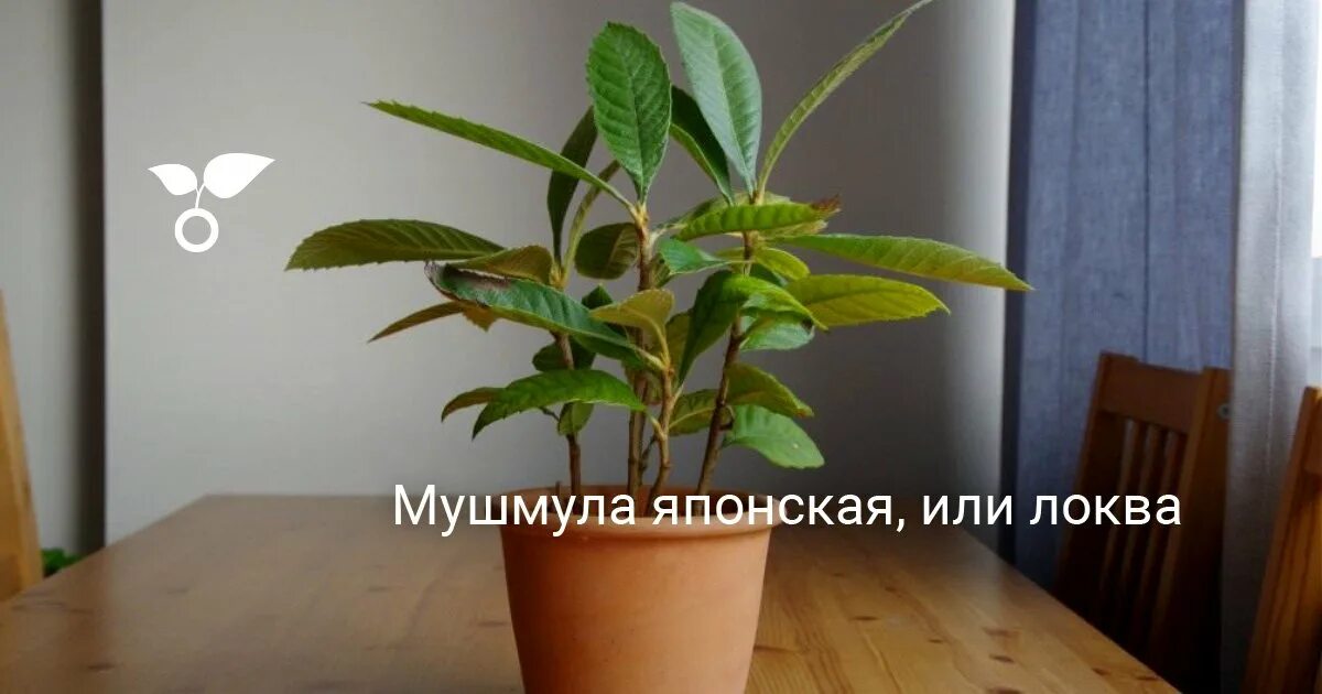 Выращивание фрукта Мушмула из косточки в домашних условиях: как цветет