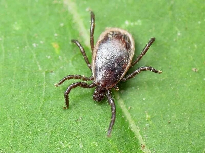 Лесной клещ Ixodes Ricinus. Клещи Ixodes Ricinus. Ixodes Ricinus нимфа. Клещ Ixodes Ricinus Энцефалитный.