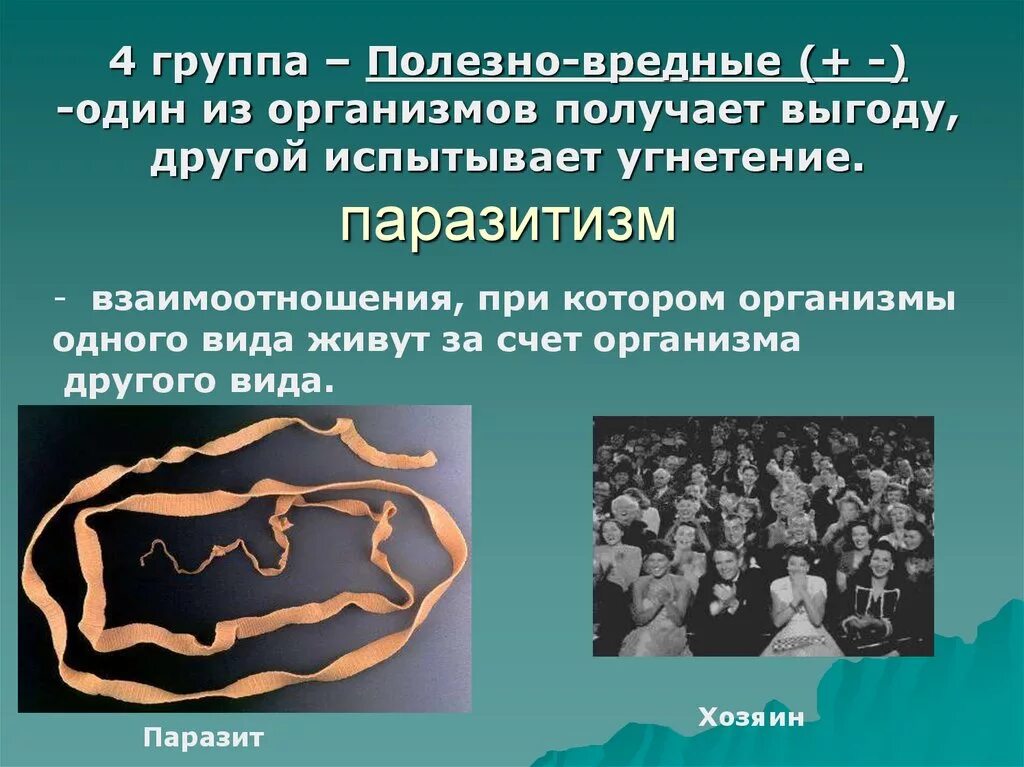 Один из организмов получает выгоду другой испытывает угнетение. Полезно вредный паразитизм. Полезно вредные паразитизм виды.