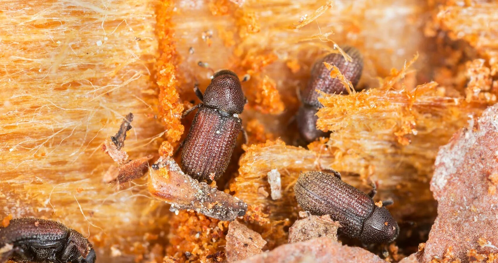 Короед древоточец личинки. Как избавиться от древесных. Шашель древоточец. Как избавиться от древесных. Короед жук древоточец.