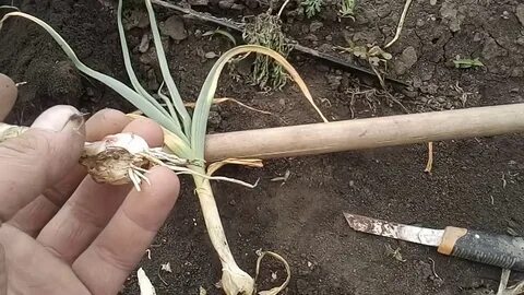 Чеснок борьба