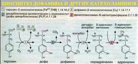 Синтез адреналина