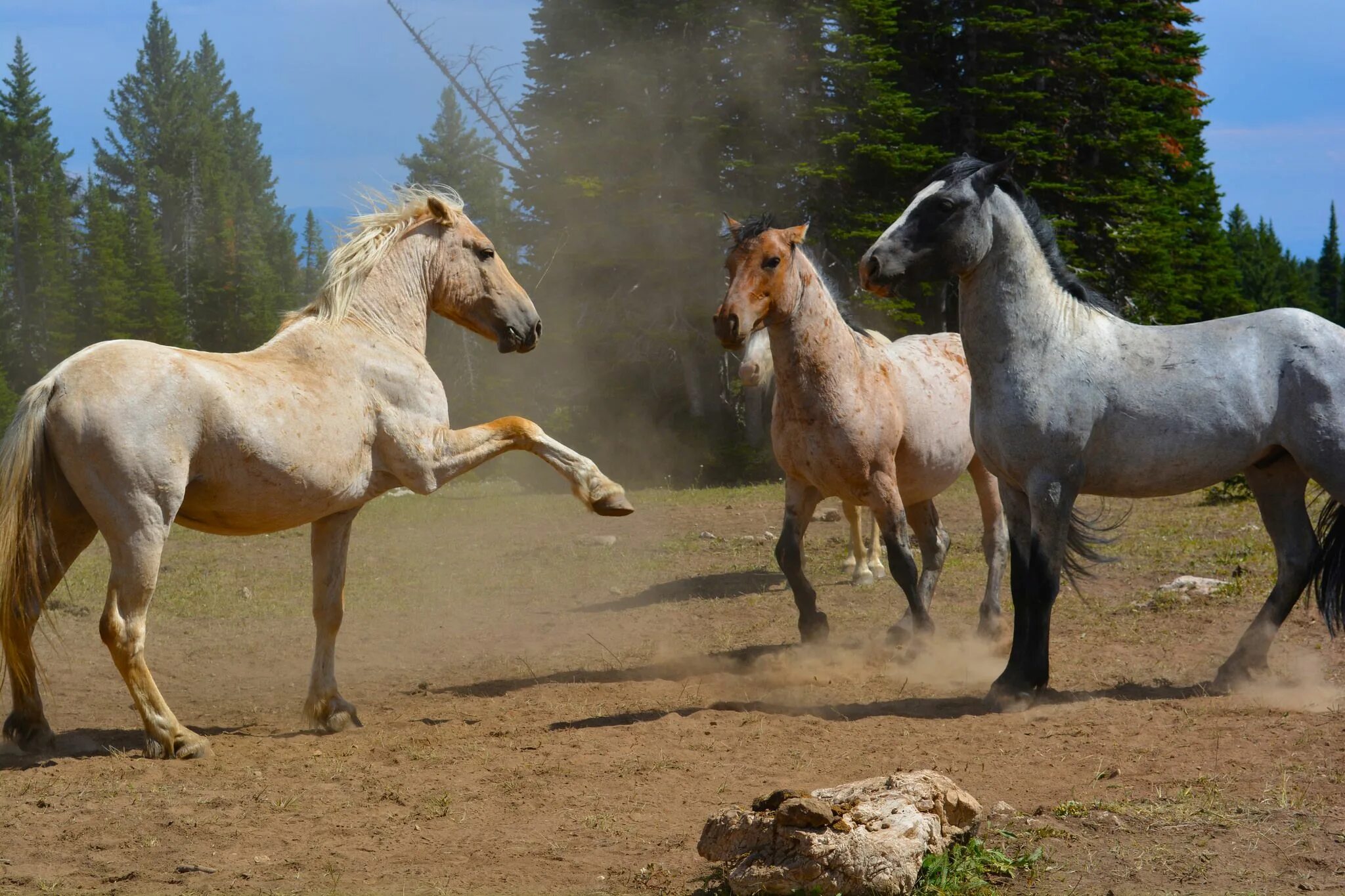 Видео про коне. Лошадь породы Мустанг. Американский Мустанг конь. Мустанг одичавшая лошадь. Мустанги Дикие лошади.
