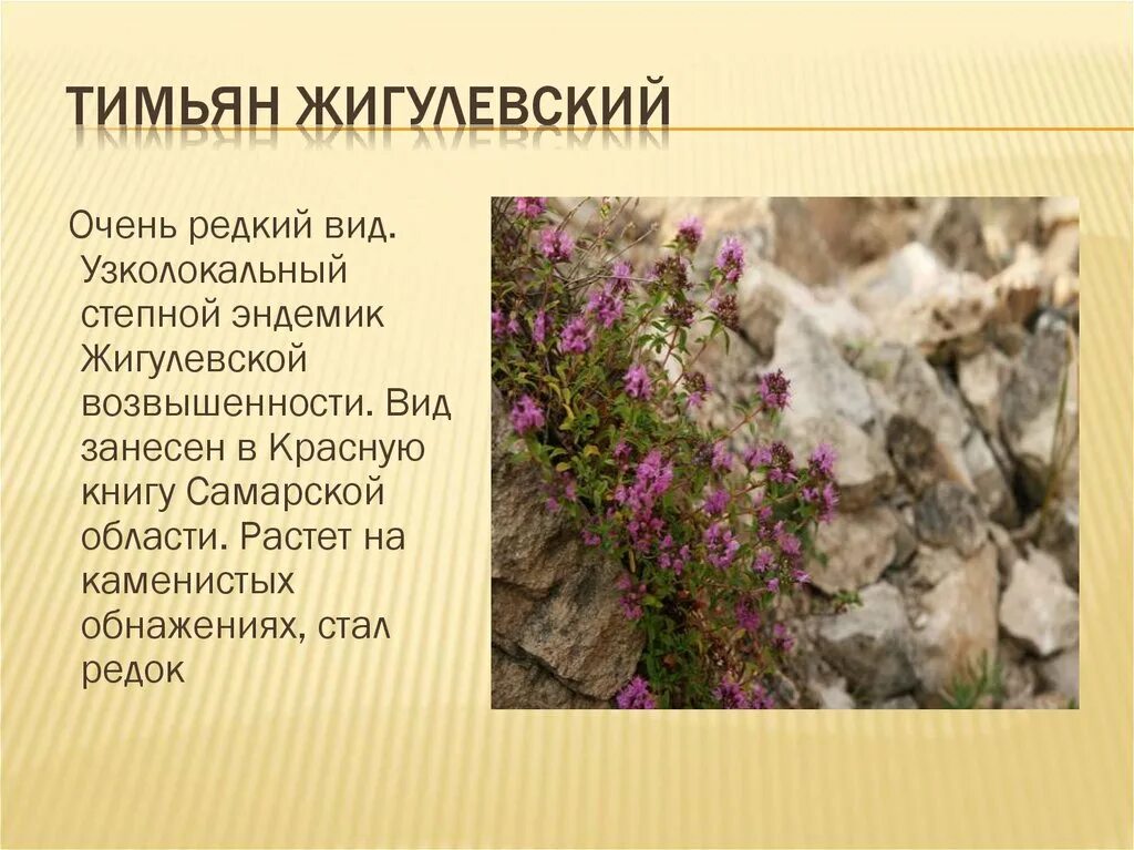 чабрец книга. чабрец. Thymus talijevii - тимьян талиева,. растение чабрец перевести на узбекский язык. тимьян жигулевский.