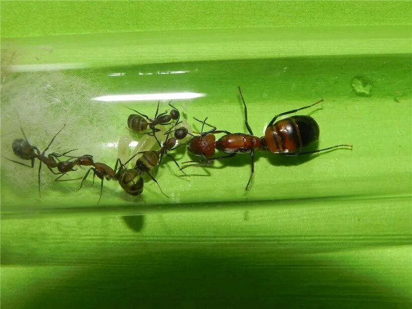 Муравьи Camponotus Nicobarensis. Camponotus Nicobarensis рыжий реактивный-муравей. Serviformica rufibarbis матка. Formica Fusca матка.