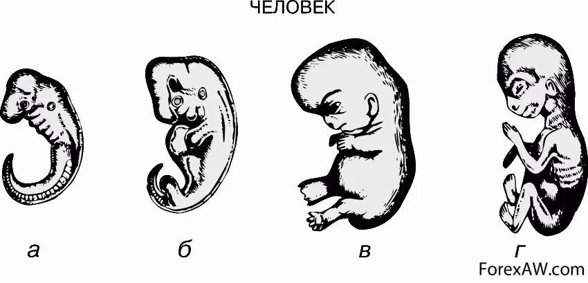 Стадии эмбрионального развития человека. Стадий эмбрионального развития человека.. Стадии развития эмбриона человека эмбриология. Этапы зародышевого развития человека. Начальный период развития человека