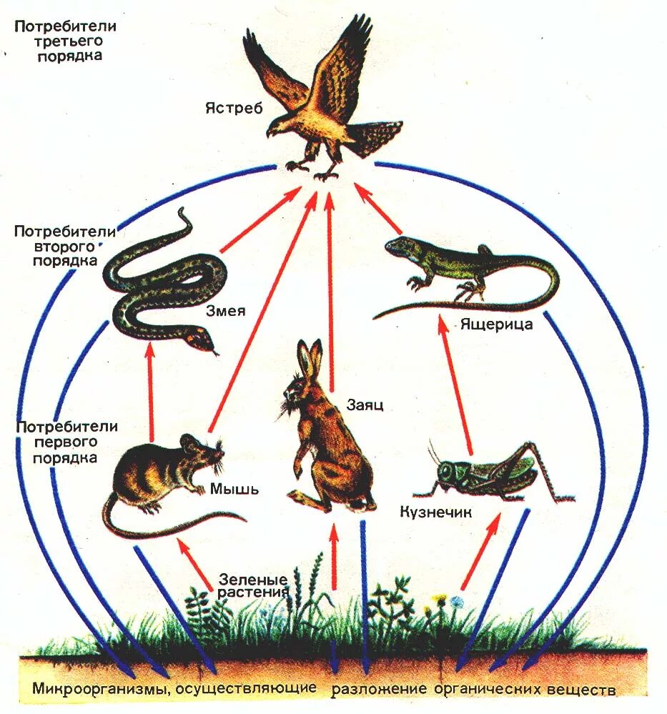 Схема наземной пищевой цепи. Пищевые связи цепи питания схема. Круговорот цепи питания животных. Экологические связи пищевая цепь. Изобразите пищевую цепь