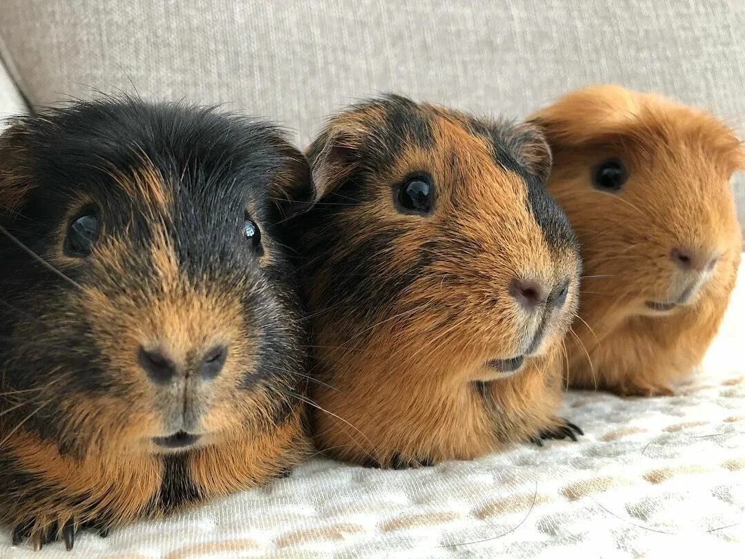 Дети морских свинок. Толпа морских свинок. Карликовая морская свинка с детенышем. Потомство морских свинок полученное. Попкорнинг у морских свинок.