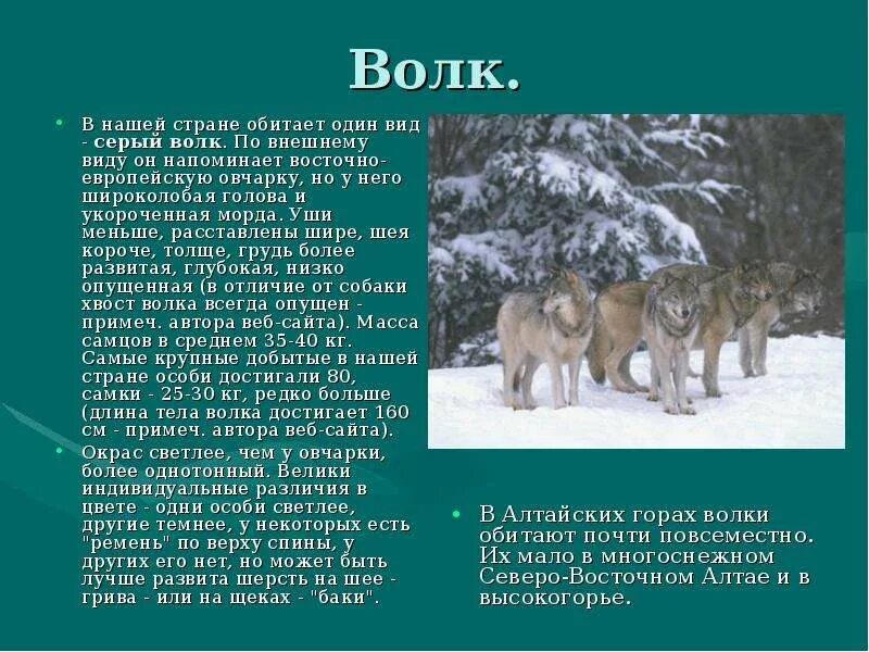 Рассказ про серого. Описание волка. Доклад про волка. Сообщение о волке. Волк кратко.