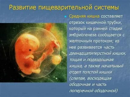 Кишечник эмбриона