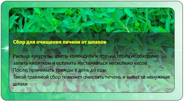 Очистка печени от шлаков. Очищение печени от шлаков и токсинов. Трава для очищения печени от токсинов. Чем почистить печень от шлаков. Препараты почистить печень от шлаков и токсинов.