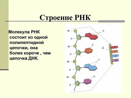 Назовите вещества входящие в состав нуклеотидов рнк