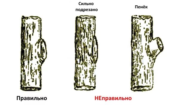 Срез на кольцо у яблони. Обрезка на кольцо технология. Обрезка деревьев на кольцо. Правильный срез на кольцо.