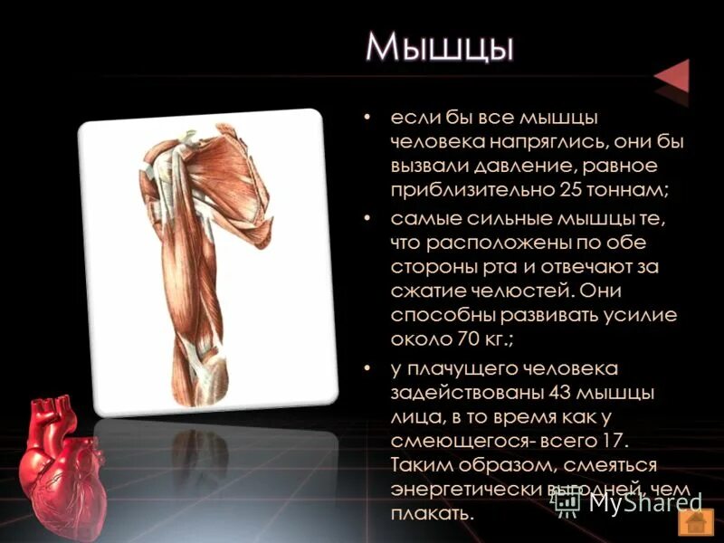 Самую мощную мышечную стенку имеет