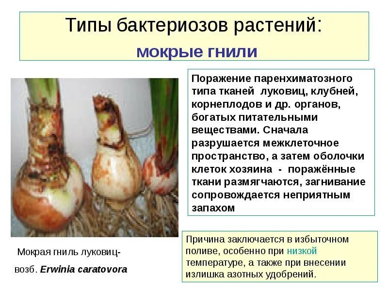 Какое заболевание у растения
