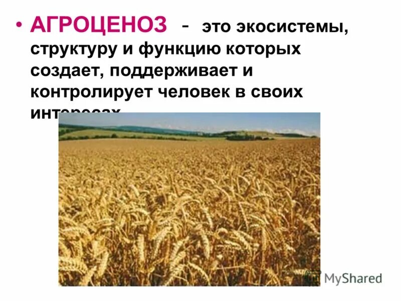 К агроценозам относятся