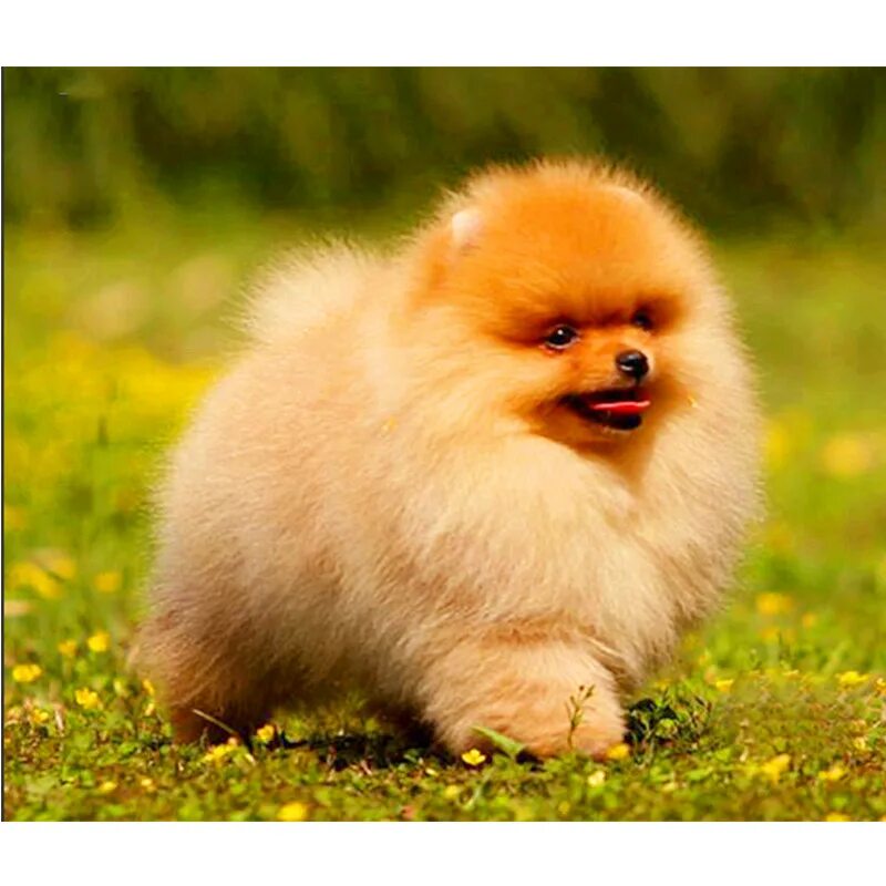 мальтийская болонка мини. самоед кутенок. собачка шпиц померанский. сколько стоят щенки в беларуси. померанский лулу.