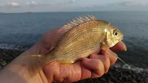 Морской карась 5 букв сканворд