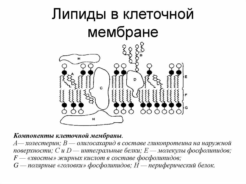 Функцию выполняют липиды в клеточных мембранах. Строение мембранных липидов. строение липидов мембран. строение липидного слоя в мембране. строение клеточной мембраны липиды.