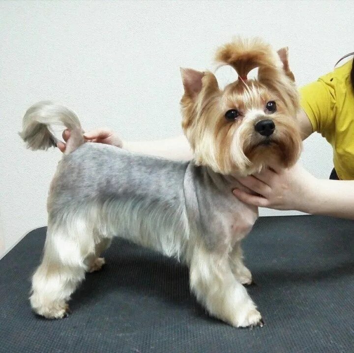 жесткошерстный йоркширский терьер. бивер-йоркширский терьер. стрижки йоркширского терьера мальчика. стрижка йорка. бейбифейс йорк стрижка.