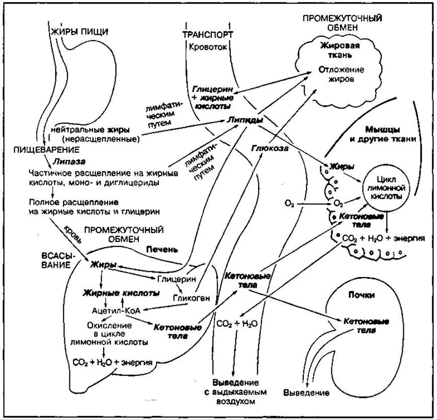 Последовательность процесса обмена жиров в организме человека. Обмен жиров в организме человека схема. Схема расщепления жиров. Обмен жиров этапы схема. Процесс расщепления жира в организме.