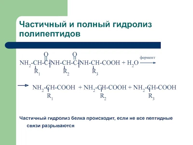 Гидролиз белков происходит. Частичный гидролиз пептидов. Частичный гидролиз полипептидов. Частичный и полный гидролиз полипептидов. Полный гидролиз полипептидов.