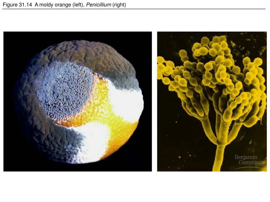 Несовершенные грибы дейтеромицеты. Аскомицеты пеницилл. Дейтеромицеты пеницилл. Плесень пеницилл микроскоп.