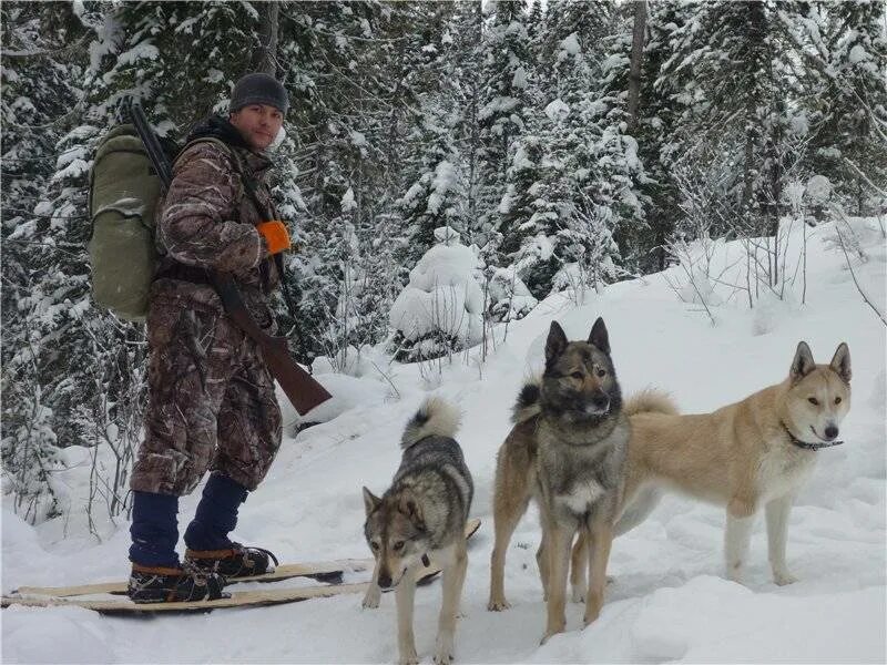 Видео с лайка с собакой. Охота с Восточно сибирской лайкой. Охотничья хаски охотничья лайка. Западно Сибирская лайка на охоте.