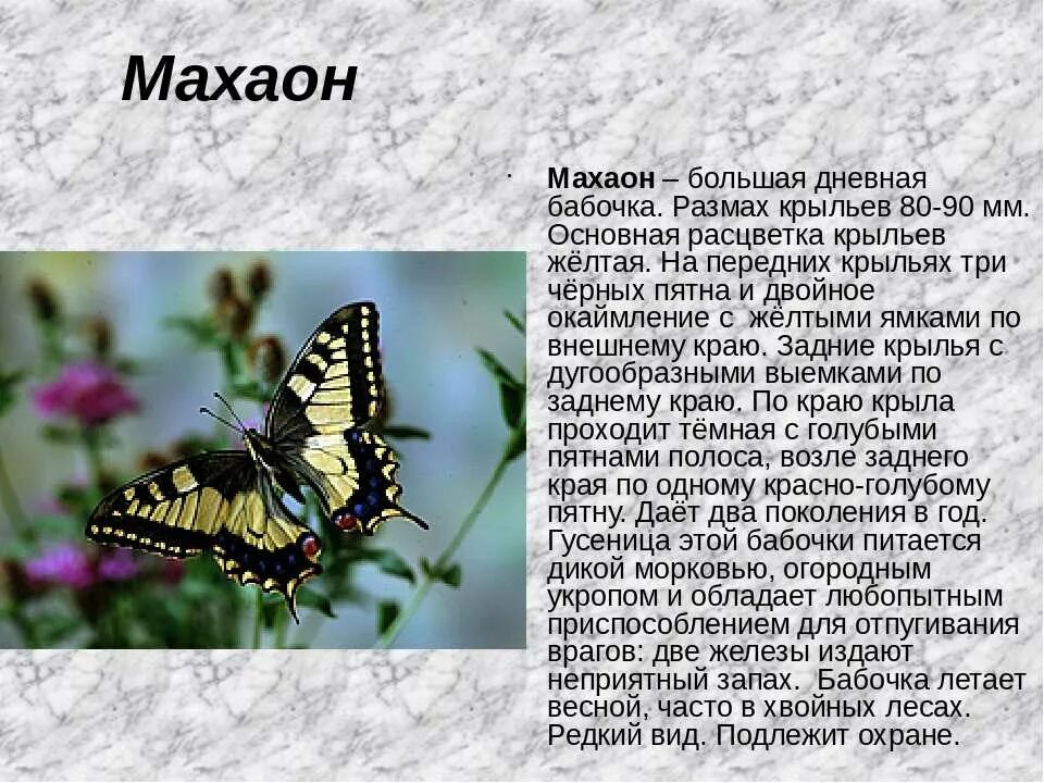 Махаон бабочка фото и описание