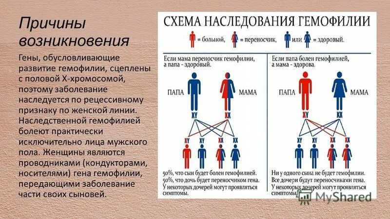 Сколько генов у мужчин