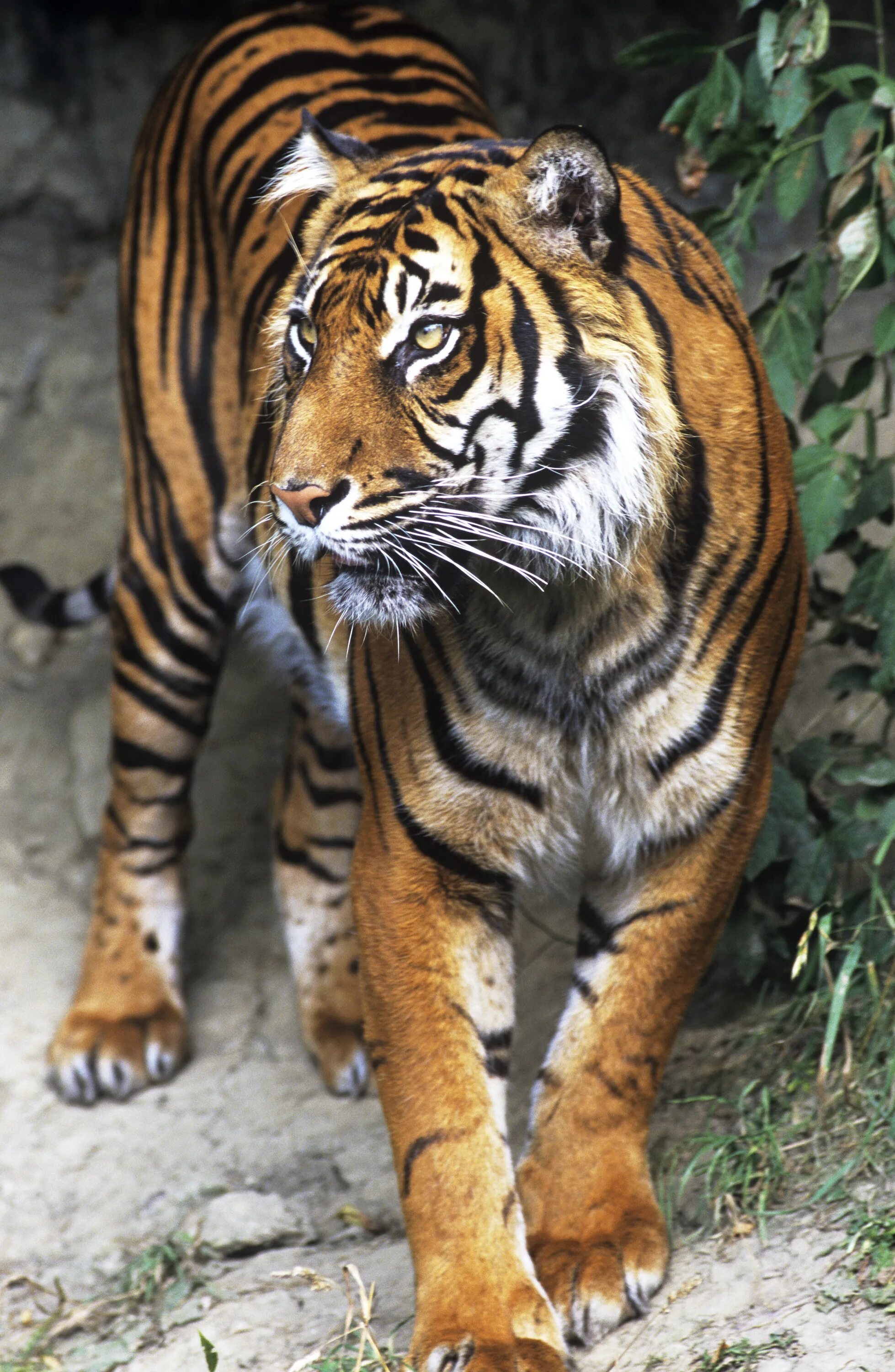 Суматранский тигр. Суматранский тигр и Амурский. Panthera Tigris Tigris. Гималайский тигр. Внешний вид тигров