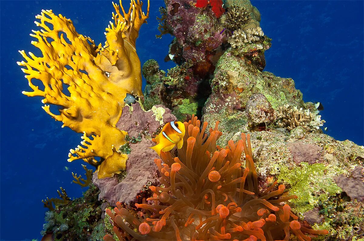 тубастрея коралл. корал водоросли желтые. тубастрея коралл. еллоу риф. желтый саркофитон.