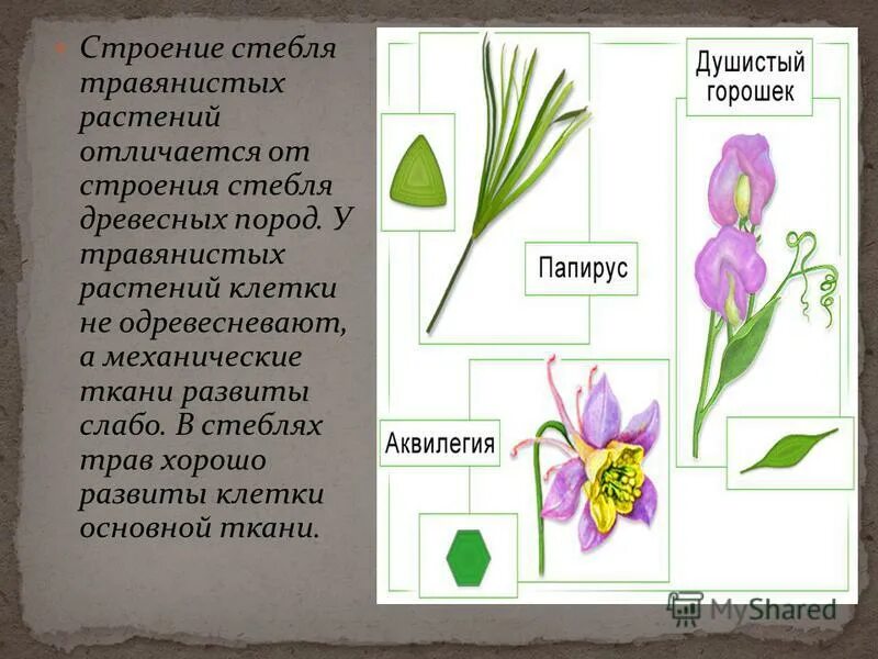 Разнообразие стеблей травянистые деревянистые. Кустарник и дерево отличия. Одревесневший стебель. Чем отличаются стебли травянистых растений от деревянистых. Чем отличаются стебли травянистых растений от деревянистых.