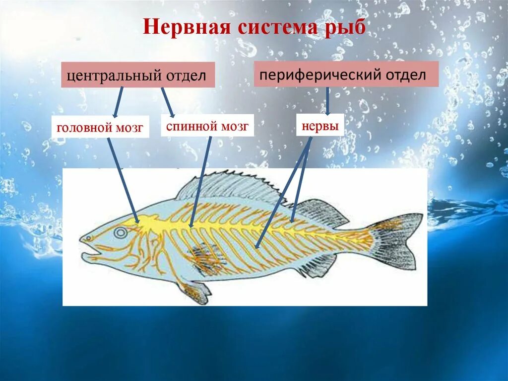 Внутреннее строение рыб нервная система функции. Нервная система рыб 7 класс биология. Строение нервной системы рыб. Отделы нервно системф ры.б.