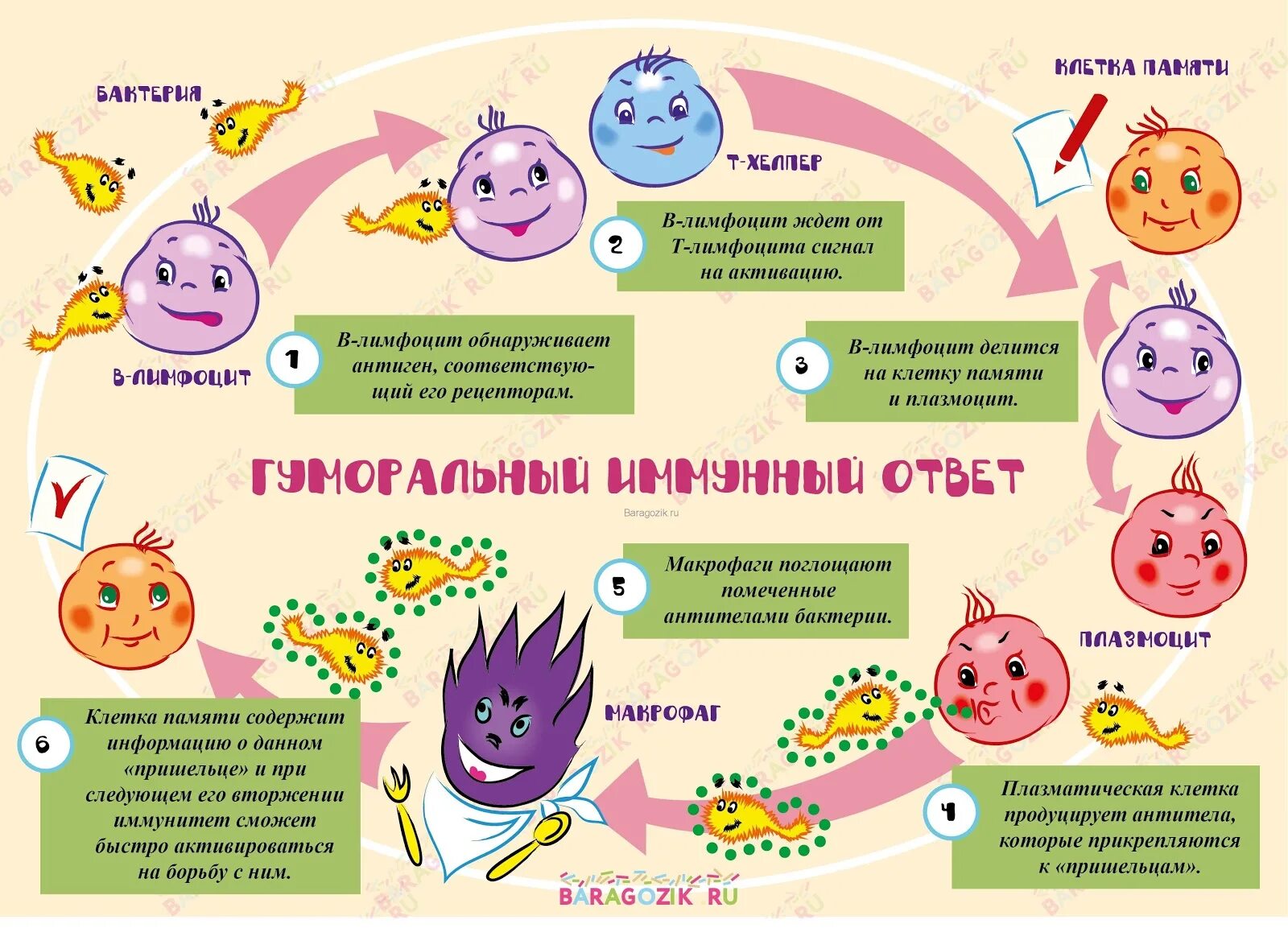 Как можно защитить продукты от бактерий. Иммунитет. Плакат на тему иммунитет. Памятка на тему иммунитет. Плакат на тему микробы.