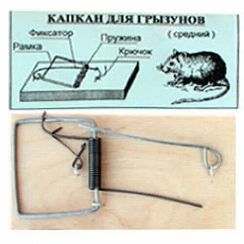 Допускаются ли мышеловки в школе. Капкан для грызунов средний. Крысоловка капкан. Схема установки мышеловки. Капкан для мышей чертеж.