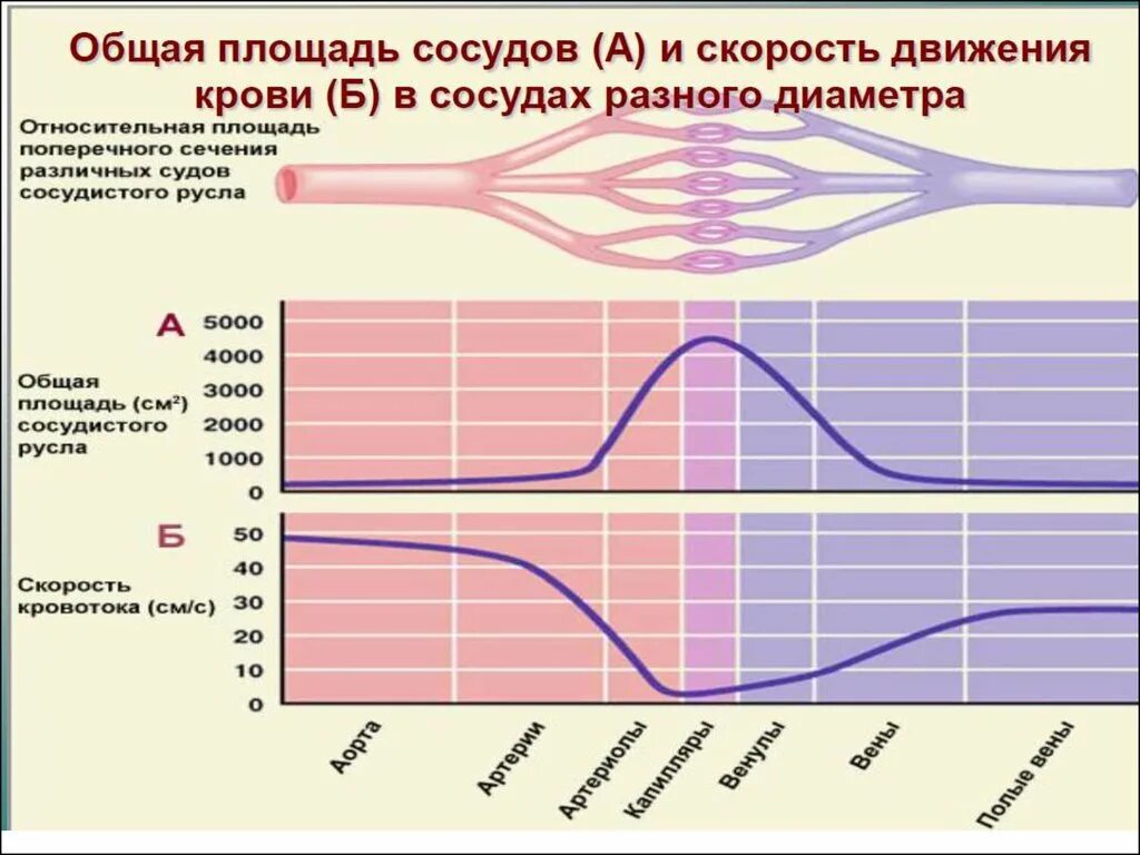 Какова зависимость изменения скорости движения крови. Скорость крови в сосудах. Скорость движения крови в сосудах. Скорость кровотока в сосудах. Скорость движения в кровеносных сосудах.