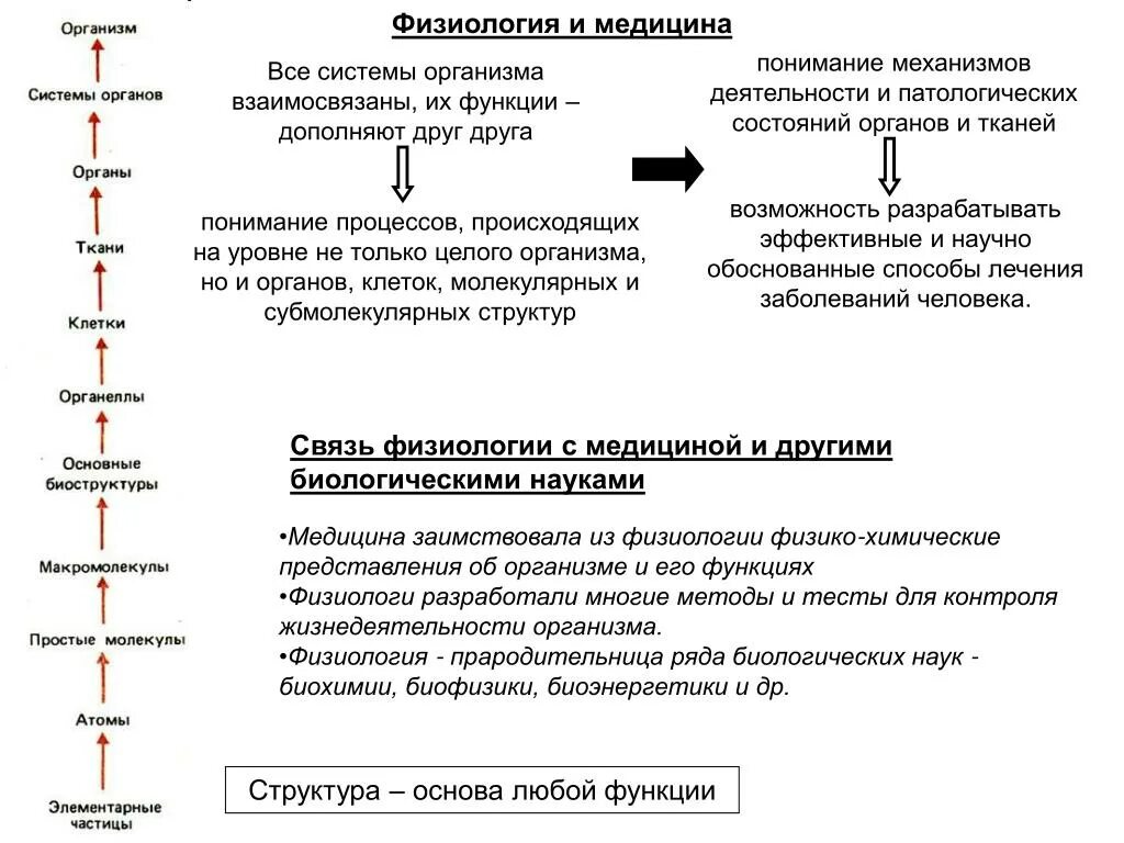 Период активности когда уровень физиологических функций высок. Примеры физиологических функций клеток. Уровни систем в организме физиология. Физиологические функции организма. Уровни исследования функций организма физиология.