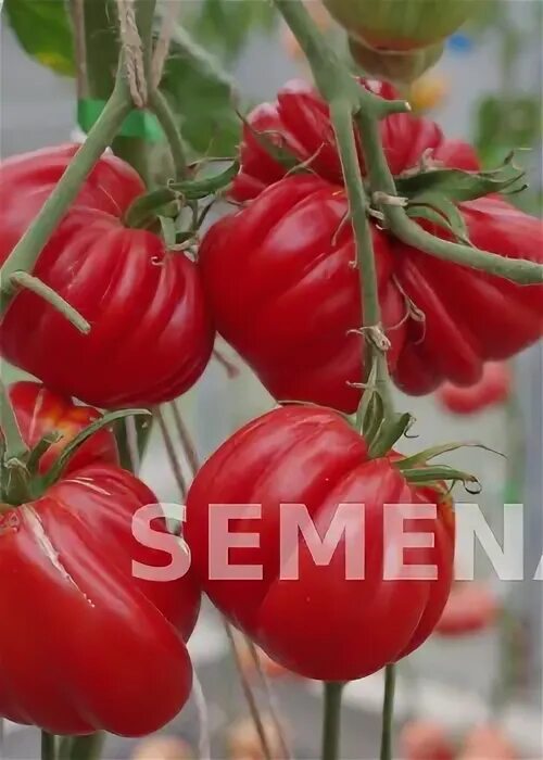 Семена томатов и перца. Сад и огород Для дома и дачи Ярмарка Для мам