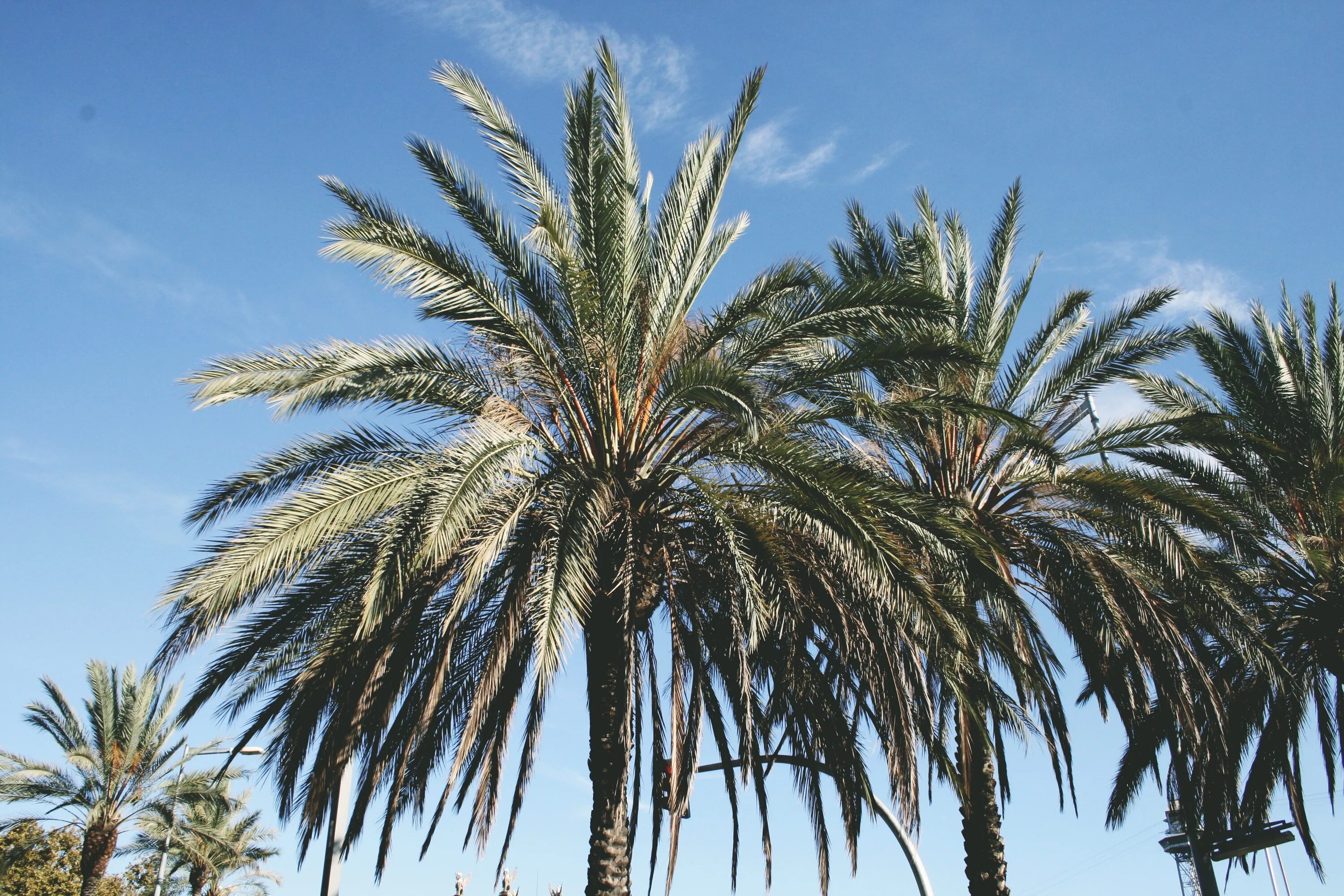 Пальма где растет природная зона. Финиковые пальмы в Египте. Алжир финиковая Пальма. Карликовая финиковая Пальма. Финиковая Пальма в Африке.