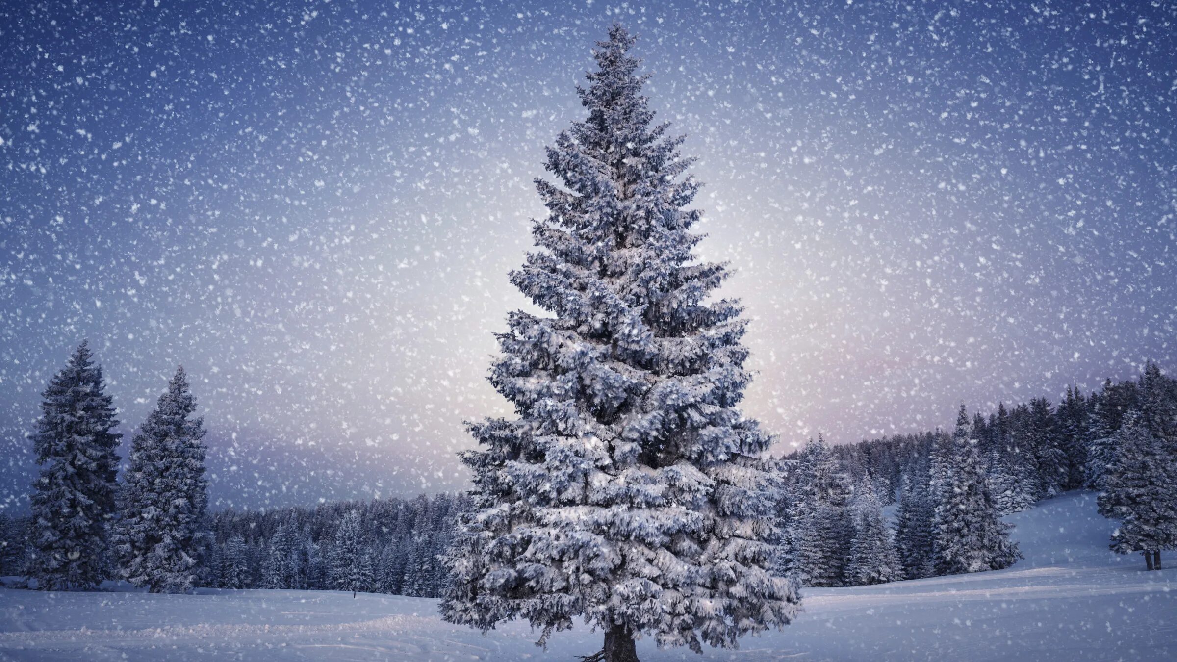 Snow is beautiful. Зима снег. В новогоднем лесу. Ест снег. Елка в снегу.