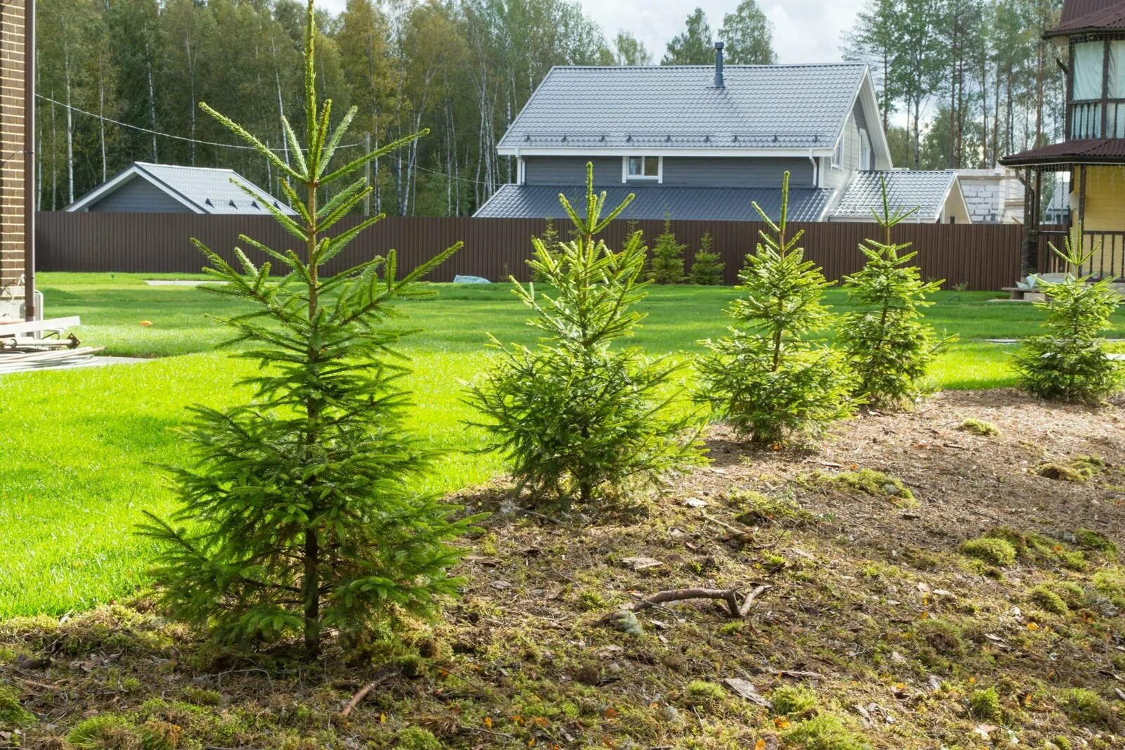 Ель в ландшафте. Ландшафт с елками. Пихта сибирская крупномер ландшафт. Ель обыкновенная солитер. Пихта сильберлок.