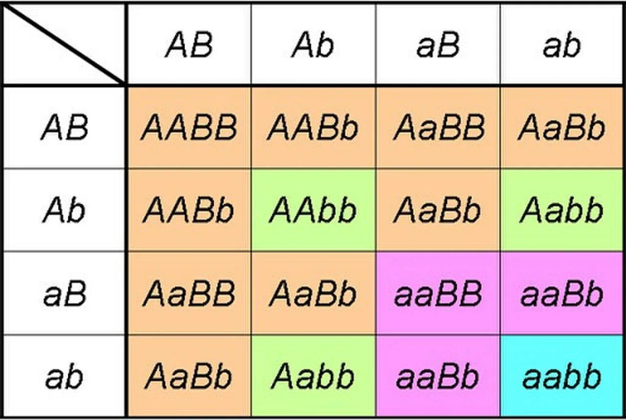 При скрещивании родительских особей с генотипами aabb. Aabb * aabb решётка пеннета. aabb aabb скрещивание. решетка пеннета биология. решетка пеннета дигибридное скрещивание.