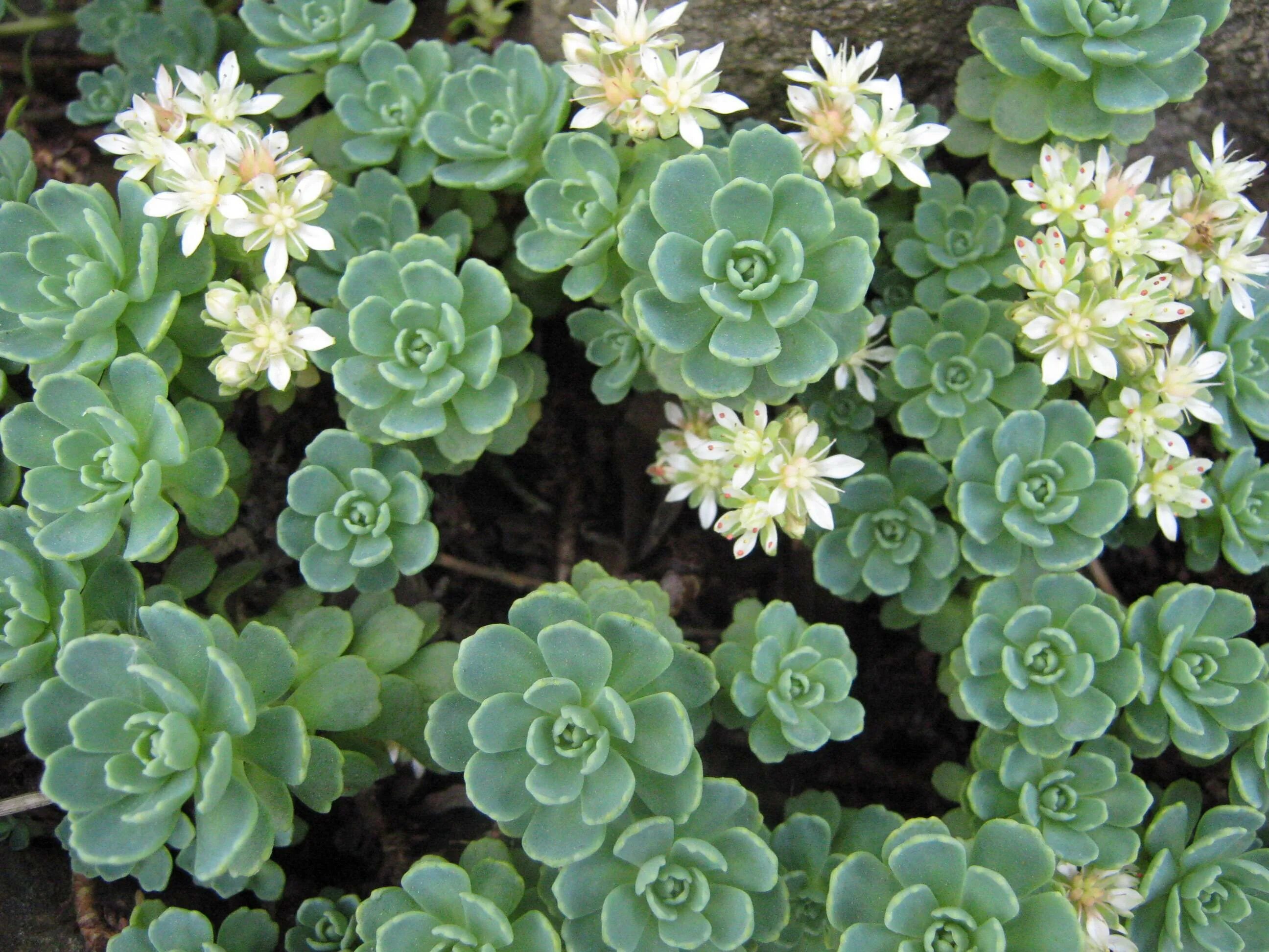 Седум цветок многолетний фото. Очиток Вайнберга (Sedum weinbergii. Седум толстолистный. Очиток толстоветвистый. Очиток толстоветвистый - Sedum pachyclados.