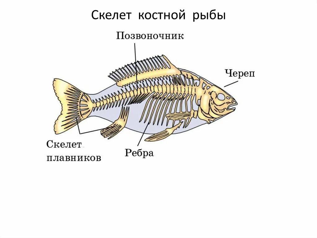 Строение скелета костистой рыбы. Строение скелета речного окуня. Строение скелета костных рыб. Скелет костной рыбы 7 класс биология.